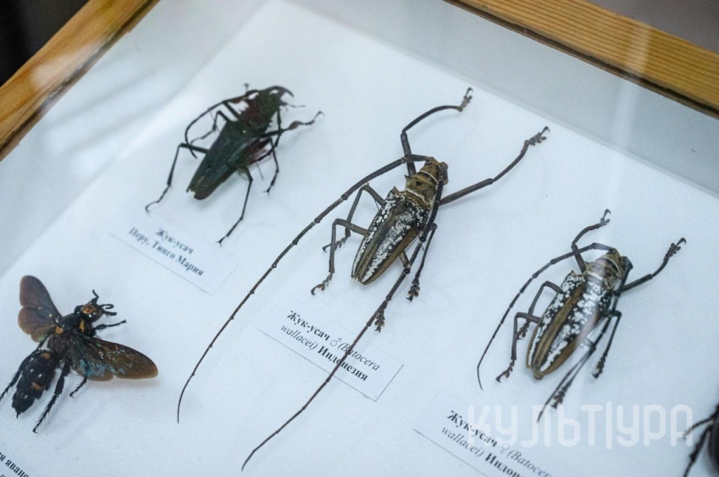 мал да удал 2.jpg