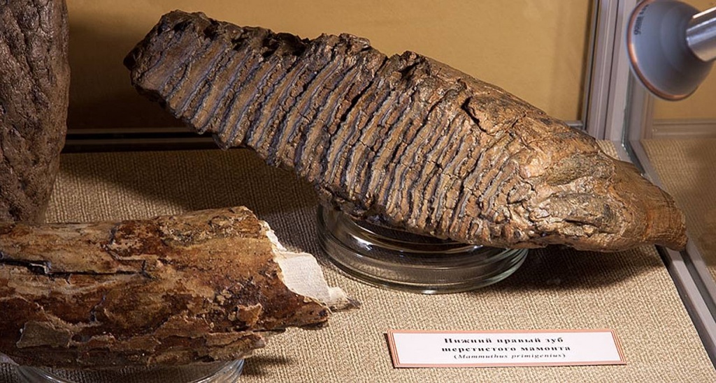 когда деревья были БОЛЬШИМИ.jpg