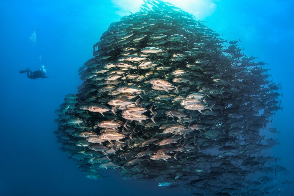 «Дикий подводный мир» фотовыставка омск.jpg