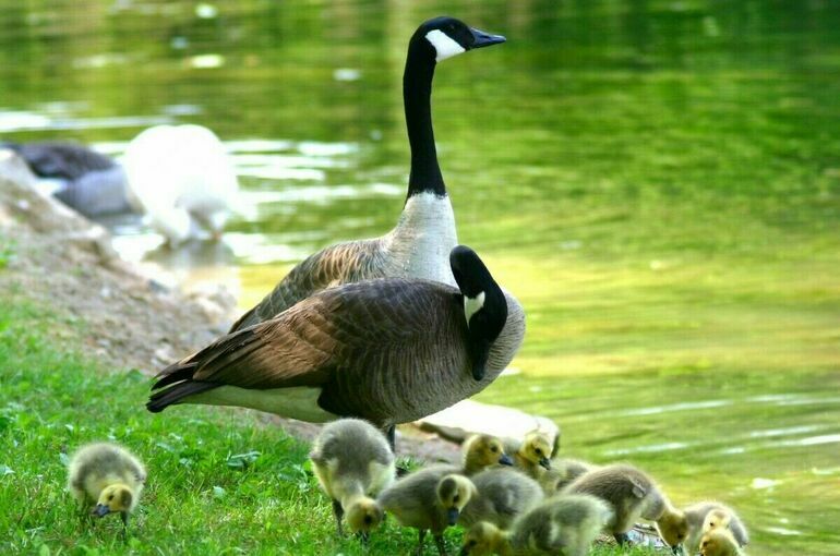 Тропические птицы не выдержали жары