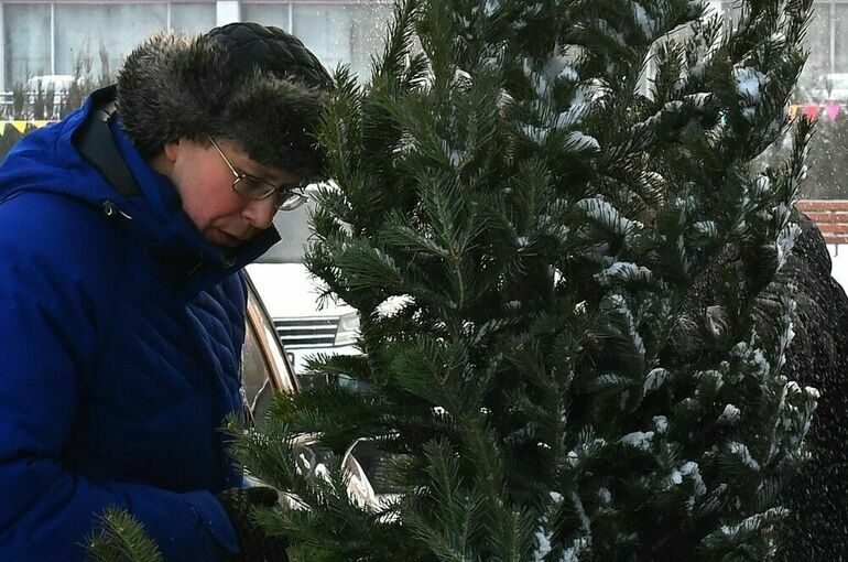 Эксперт рассказал, как не попасться на обман при покупке новогодней елки