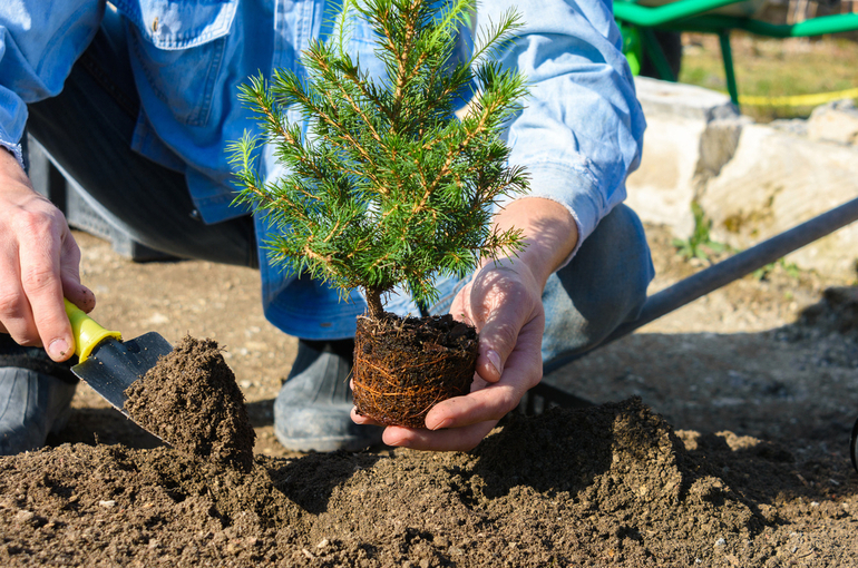 В Омске высадят голубые ели, липы, туи и рябины